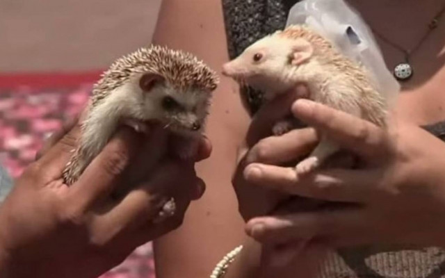 Valentine's Day 2015: Η νύφη φορούσε λευκά και ήταν... τριχωτή (Video)
