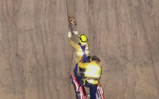 Κυνηγούσε ένα σκίουρο και έμπλεξε! (Video)