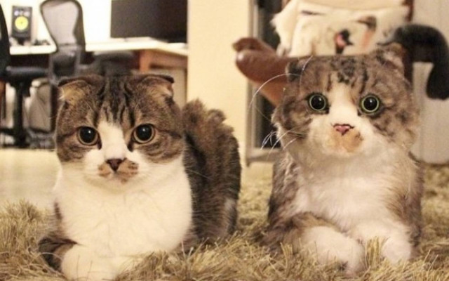 Εταιρεία φτιάχνει κλώνο του κατοικιδίου σας σε λούτρινο (photos)