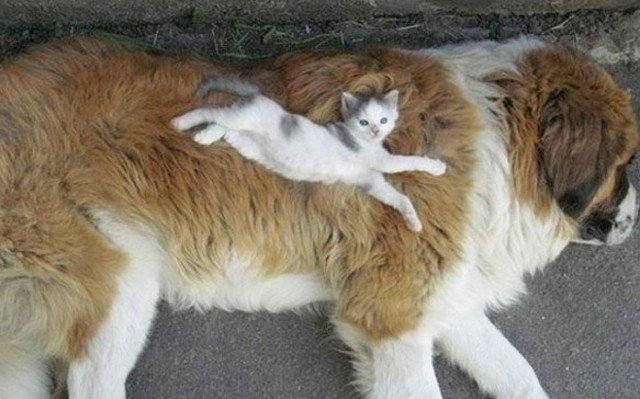 Σαν το σκύλο με τη γάτα (photos)