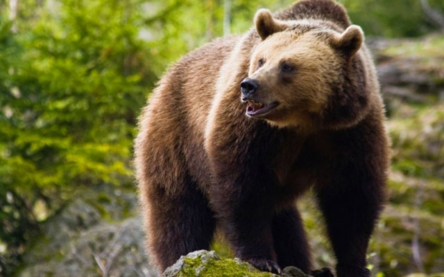 Βόλτα σε μονοπάτια με …αρκούδες