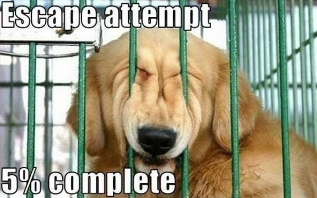 Ένας σκύλος βγαλμένος από το Prison Break (video)