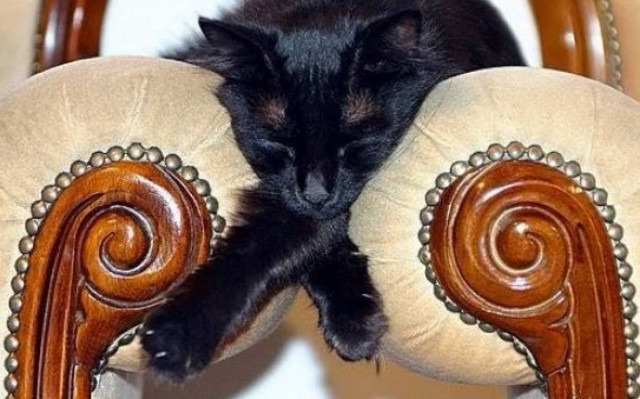 Γάτες αράζουν παραδειγματικά σε λάθος μέρη (photos)