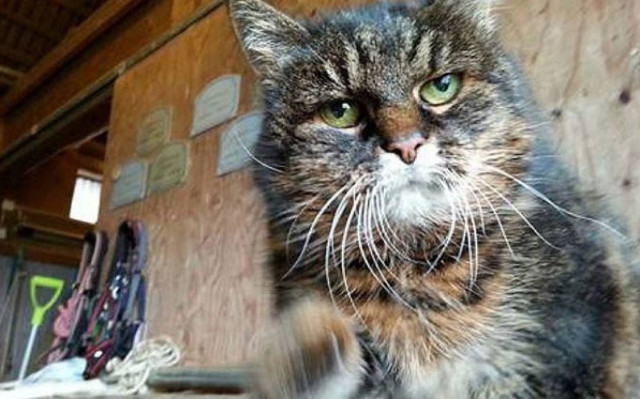 Η… γηραιότερη γάτα του πλανήτη πάει για Γκίνες!