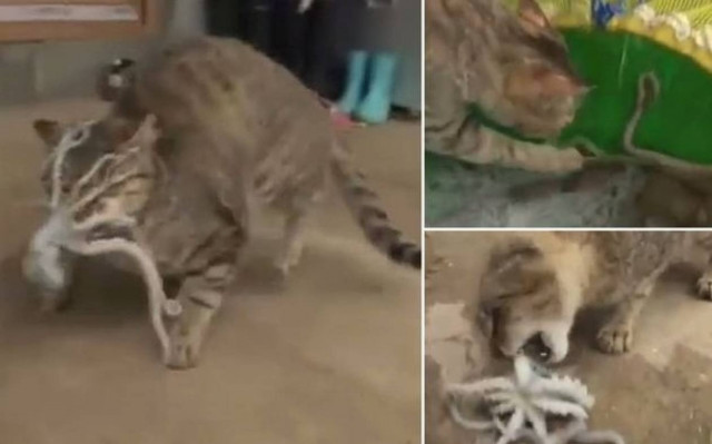 Γάτα εναντίον χταποδιού - Μη βιαστείτε να ποντάρετε στο νικητή! (video)