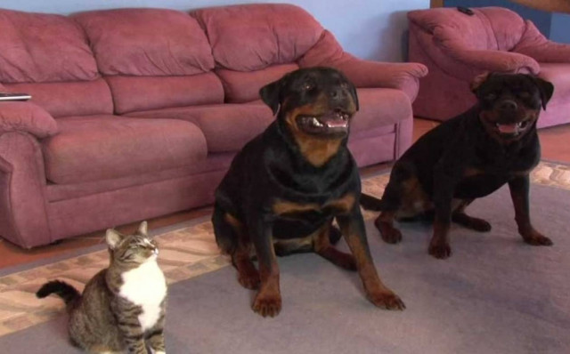 Αυτή είναι μια γάτα που κάνει ό,τι της λένε (video)