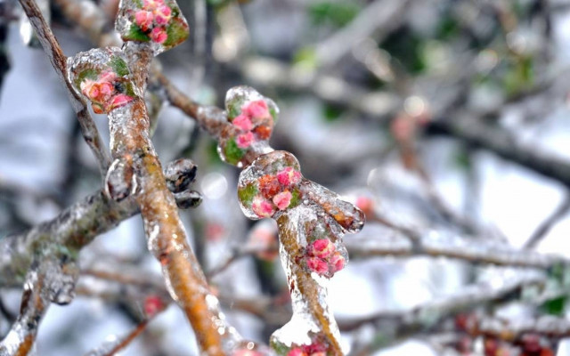 Όλα τα χρώματα της άνοιξης στον πάγο (photos)