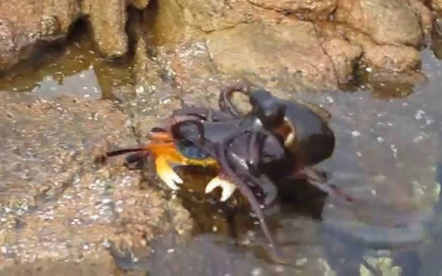 Χταπόδι βγαίνει από το νερό και επιτίθεται σε καβούρι (Video)