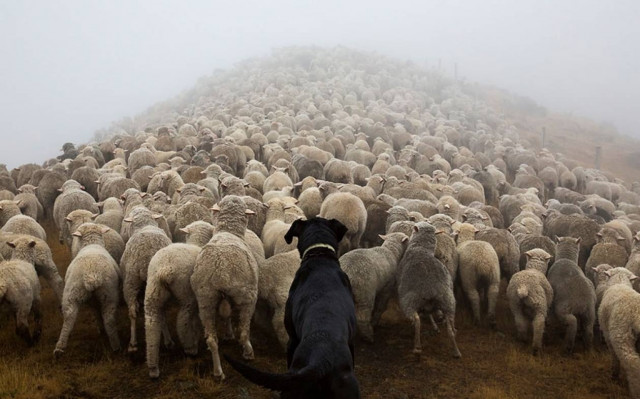 Δουλεύουν σαν σκύλοι, κυριολεκτικώς! (photos)