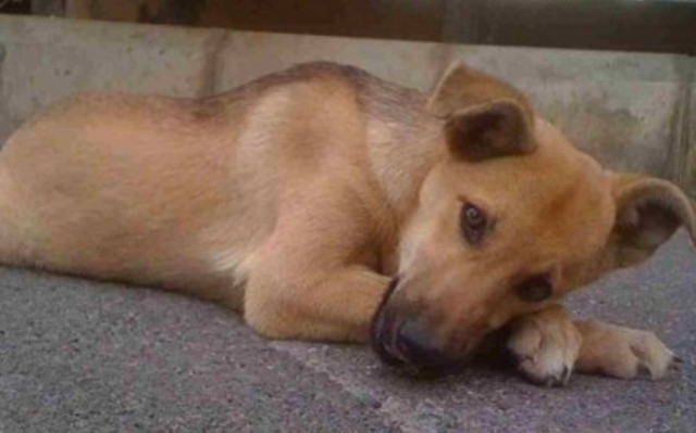 Κάλυμνος: Βρέθηκε στη θάλασσα πνιγμένος σκύλος με σκοινί στο λαιμό