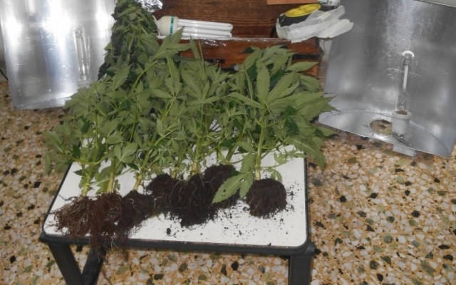 Καβάλα: Καλλιεργούσε κάνναβη στο πατρικό του!