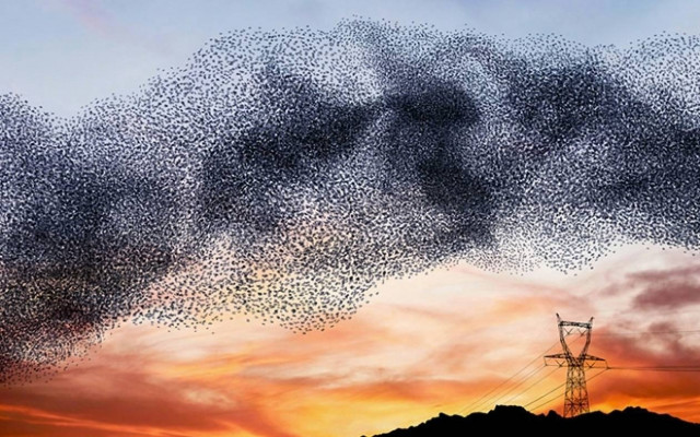 Όχι δεν είναι γλάροι είναι κάτι που δε φαντάζεστε (photos)