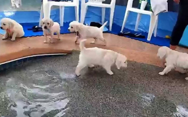 Αυτά τα κουτάβια ανακαλύπτουν το κολύμπι! (Video)