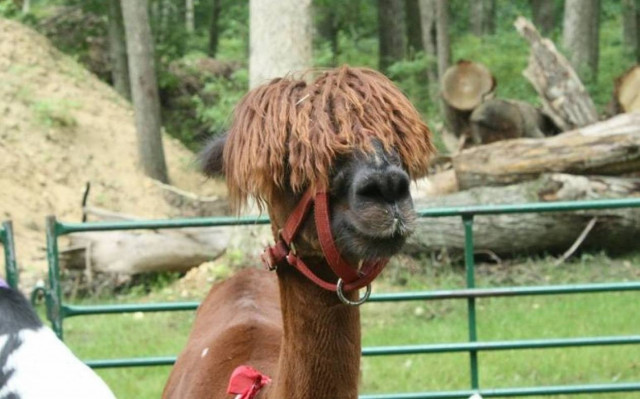 Τα δέκα καλύτερα (ή χειρότερα) κουρέματα… λάμα στην Ιστορία! (photos)