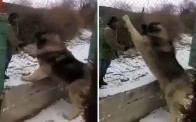 Είναι αυτός ο μεγαλύτερος σκύλος του κόσμου; (video)