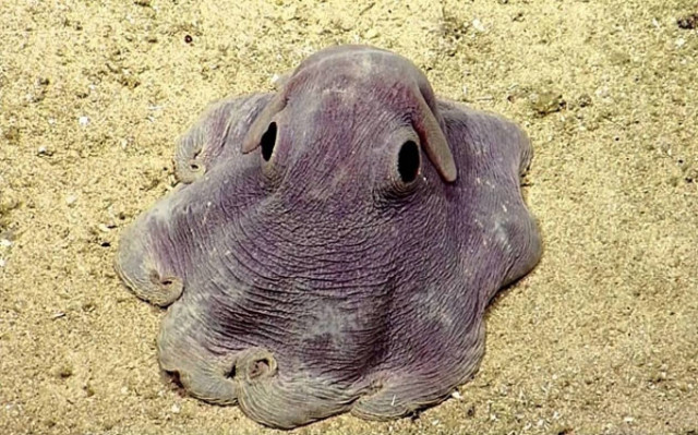 Έχετε ξαναδεί το χταπόδι Dumbo; (Video)