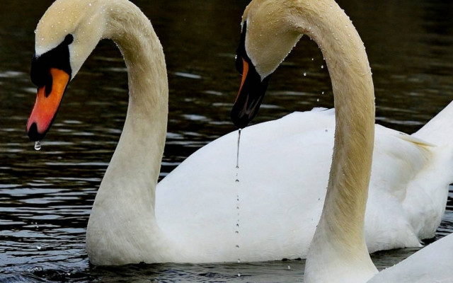Το ζευγάρι των κύκνων που βρήκε καταφύγιο στην Κάρυστο (video)
