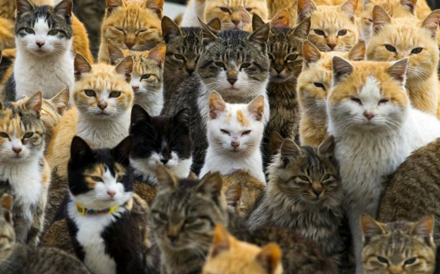 Ιαπωνία: Κατάληψη νησιού από… γάτες! (video & pics)