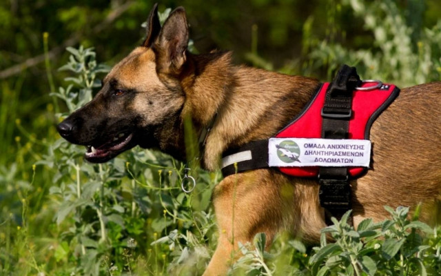 Δύο ειδικά εκπαιδευμένα σκυλιά εντοπίζουν δηλητηριασμένα δολώματα