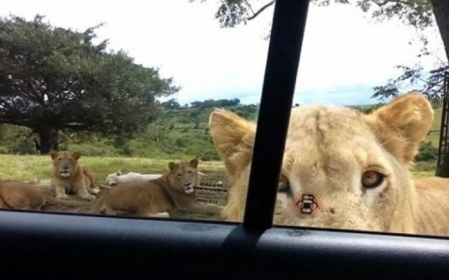Λιοντάρι ανοίγει την... πόρτα αυτοκινήτου! (video)