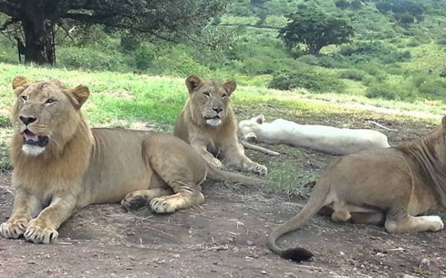 Λιοντάρι ανοίγει την πόρτα αυτοκινήτου που είναι γεμάτο με τουρίστες (Video)