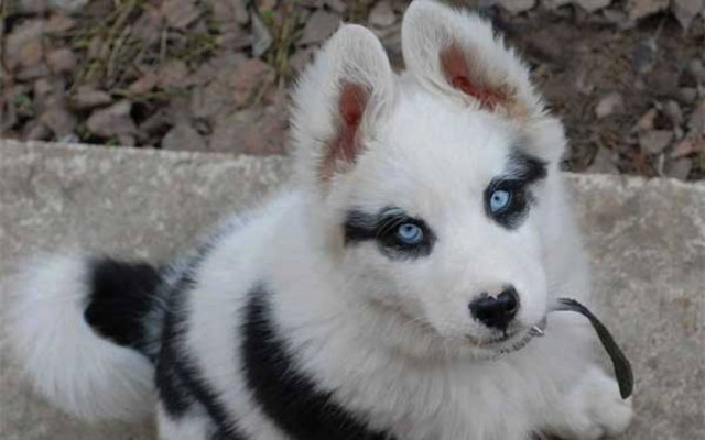 33 ξεχωριστοί σκύλοι που θα λατρέψετε (Photos)