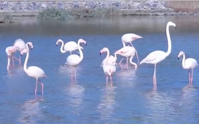 Τα φλαμίνγκος κάνουν στάση στις Αλυκές της Σάμου (video)
