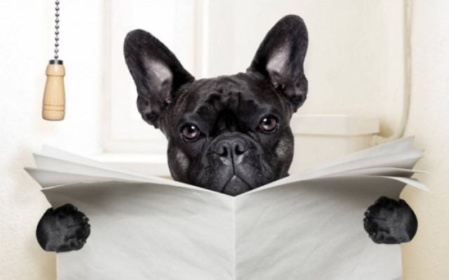 Λεύκωμα στα ούρα: Τι είναι και πώς εκδηλώνεται