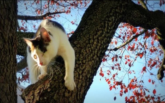 Πώς μπαίνουμε στο σπίτι; Μα από το παράθυρο (video)