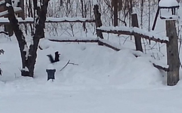 Έχετε δει ποτέ σκίουρο λιώμα στο… μεθύσι; Να η ευκαιρία σας! (video)
