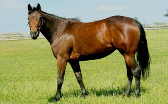 Ηράκλειο: Αυτοκίνητο τράκαρε με… άλογο