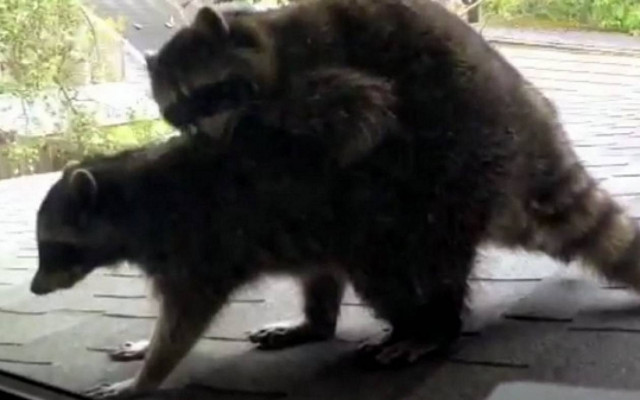 Ο κήπος των οργίων για δύο… ρακούνς! (video)