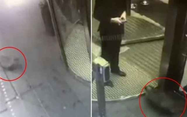 Σουηδία: Θυμωμένος ασβός τρομοκράτησε πολυτελές ξενοδοχείο! (video)