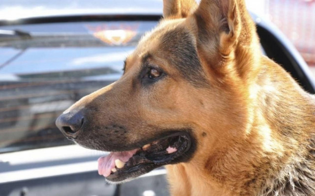 Σκύλος μυρίζει και εντοπίζει καρκίνους σε ασθενείς με 88% επιτυχία