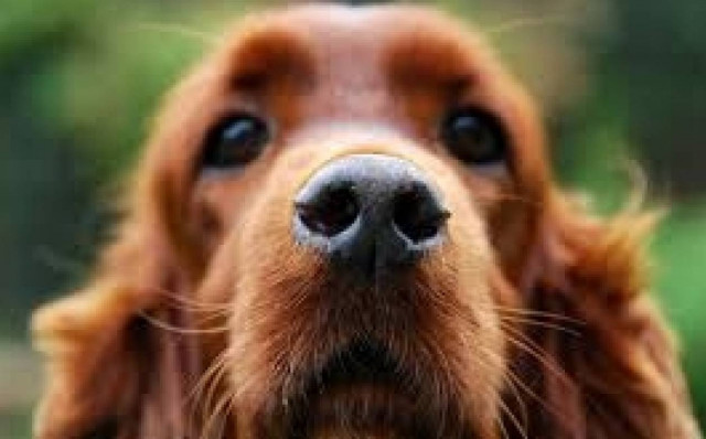 Οι σκύλοι ξέρουν αν είστε άτομο εμπιστοσύνης