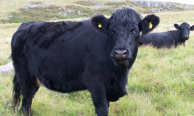 Το γάλα της μαύρης... αγελάδας!