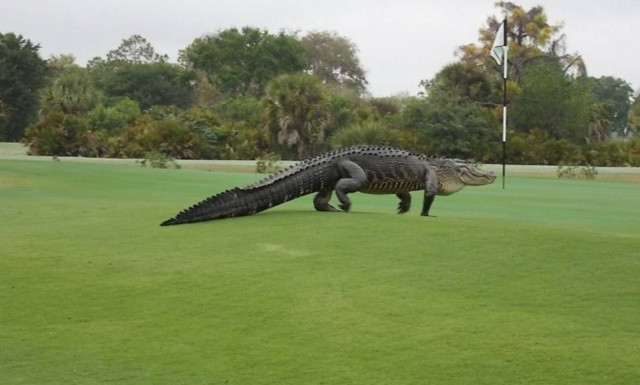 Κροκόδειλος με… αθλητικές ανησυχίες (pics)
