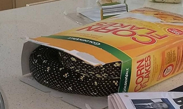 Βρήκε έναν πύθωνα στα... δημητριακά του (video)