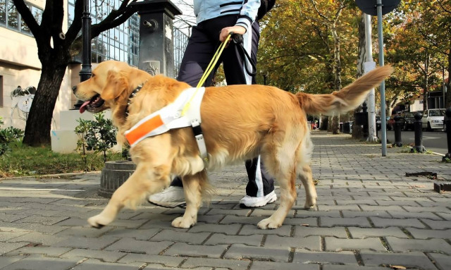 Η άγνοια, η ταβέρνα και ο σκύλος οδηγός στην Ελλάδα του σήμερα