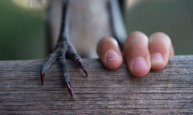 Εμείς έχουμε καρακάξα για κατοικίδιο (photos)