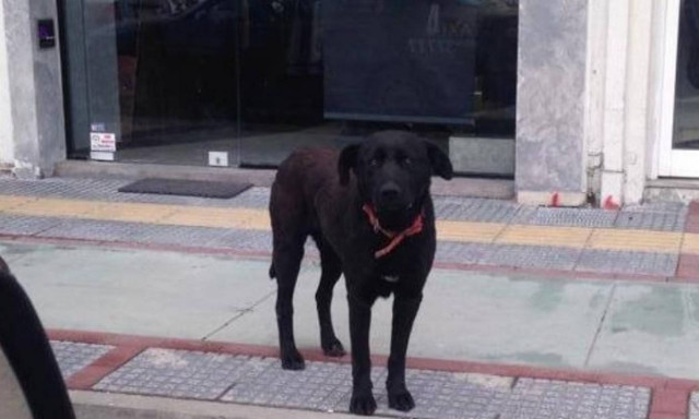 Νεκρός ο ιδιοκτήτης του «Χάτσικο» της Κομοτηνής