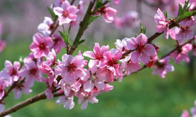 Αρχίζει να «μυρίζει» Άνοιξη – Ήλιος και άνοδος της θερμοκρασίας την Κυριακή