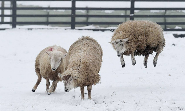 Ο Θαυμαστός Κόσμος των ζώων (photos)