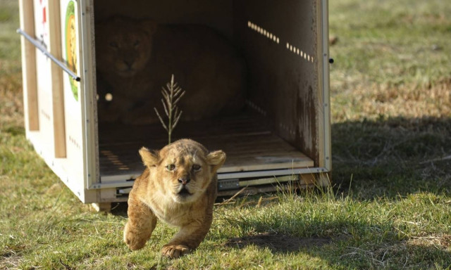 Απελευθέρωση άγριων ζώων: Δείτε το συγκινητικό video