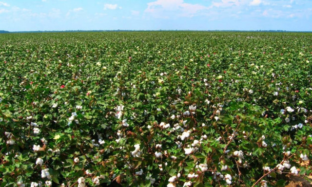 Βουλευτές ΝΔ καταγγέλλουν στάση πληρωμών στους βαμβακοπαραγωγούς