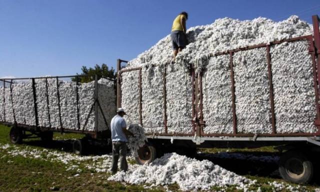 Την Τρίτη η συνδεδεμένη ενίσχυση στους βαμβακοπαραγωγoύς