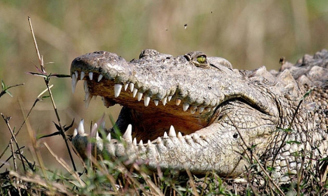 Κροκόδειλος κατασπάραξε άνθρωπο μπροστά στα μάτια τουριστών