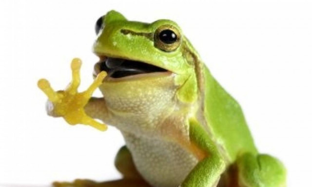 Γελάει ο βάτραχος; Γελάει! (video)