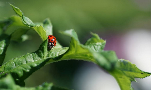 Η άνοιξη, η πασχαλίτσα, οι μέλισσες... (photos)