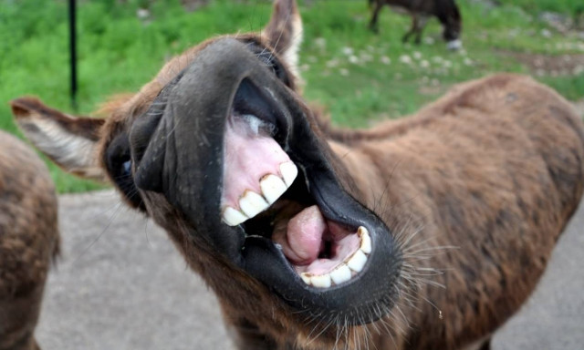 Το ανέκδοτο της χρονιάς: Ο γάιδαρος, ο φούρναρης και το μηχανάκι!